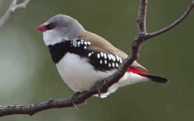 May Birding in SE Queensland