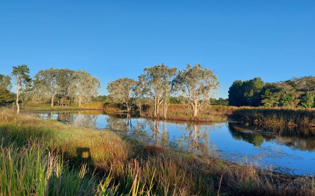 A Delightful Sojourn in the Tyto Wetlands