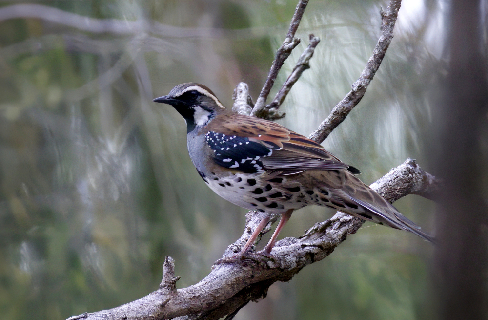 Spotted Quail-thrush